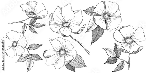 Wild rose in a vector style isolated. Full name of the plant: rose. Vector flower for background, texture, wrapper pattern, frame or border.