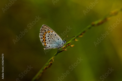 Wallpaper Mural Bläuling Torontodigital.ca
