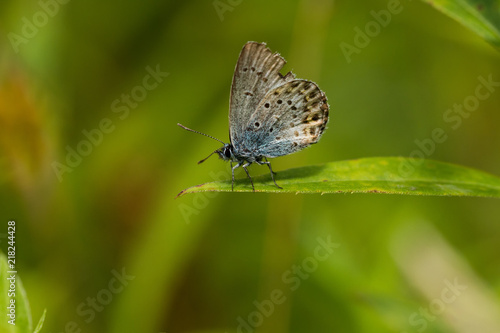 Wallpaper Mural Bläuling Torontodigital.ca