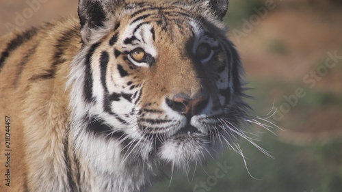 Bengal Tiger CU