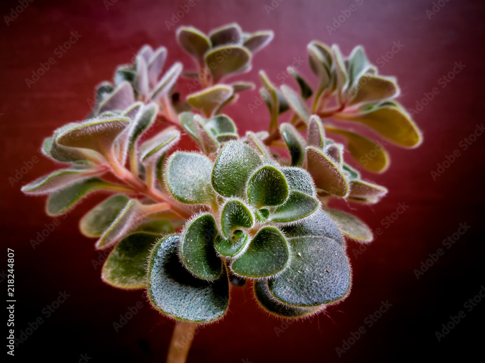 Pubescent leaves of a plant close up Pubescent leaves of a plant close up