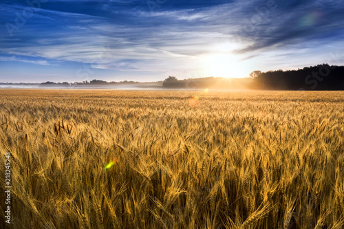 This field of wheat in central Kansas is nearly ready for harvest. An unusual misty morning added a low fog and misty drops to the wheat stalks. Focus is on wheat closest in foreground.