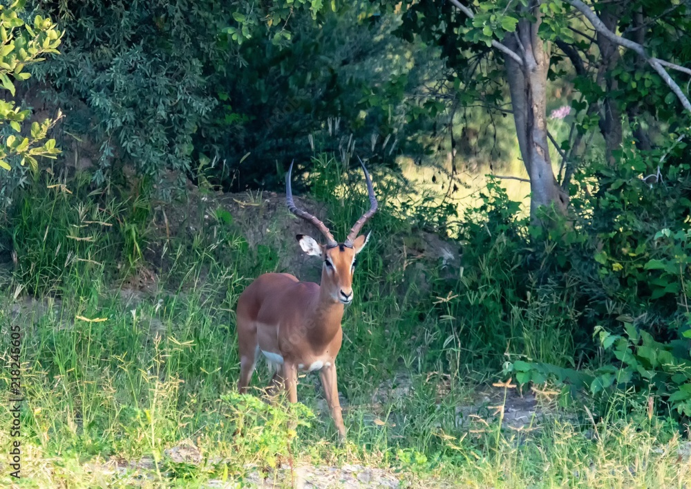 Impala at the Nxai Pan Nationalpark in Botswana Impala at the Nxai Pan Nationalpark in Botswana