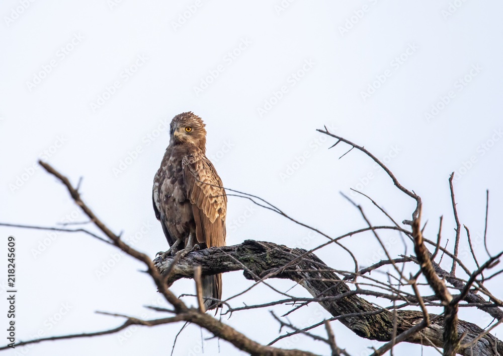 Brown snake eagle at the Nxai Pan Nationalpark in Botswana Brown snake eagle at the Nxai Pan Nationalpark in Botswana
