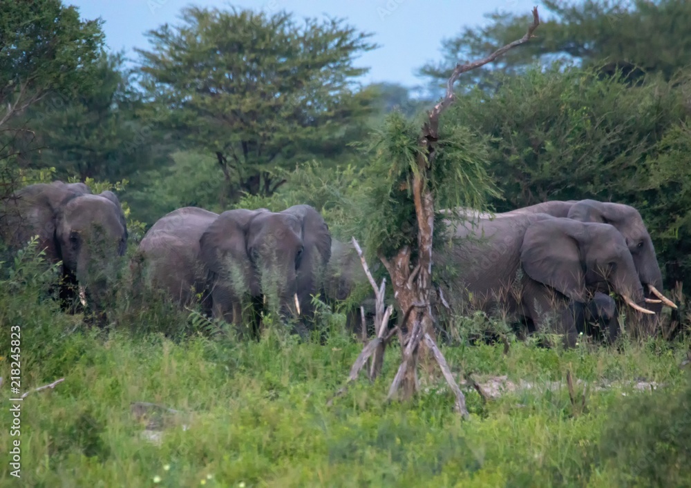 African Elephants at the Nxai Pan Nationalpark in Botswana