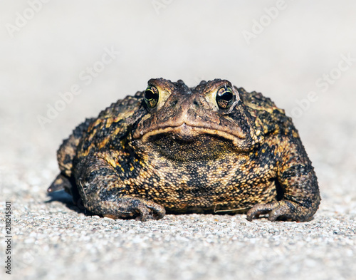 Wild American Toad, Bufo Americanus, close up, looking at the camera. Big, warty toad looks grumpy.