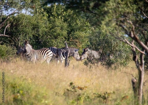 Burchells zebra  at the Nxai Pan Nationalpark in Botswana