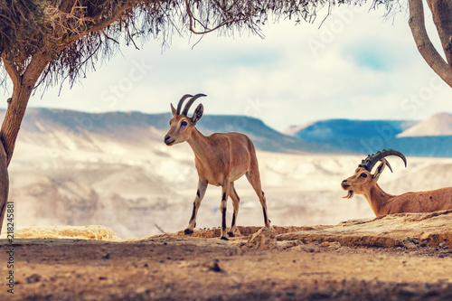 Nubian Ibexes in Negev Desert