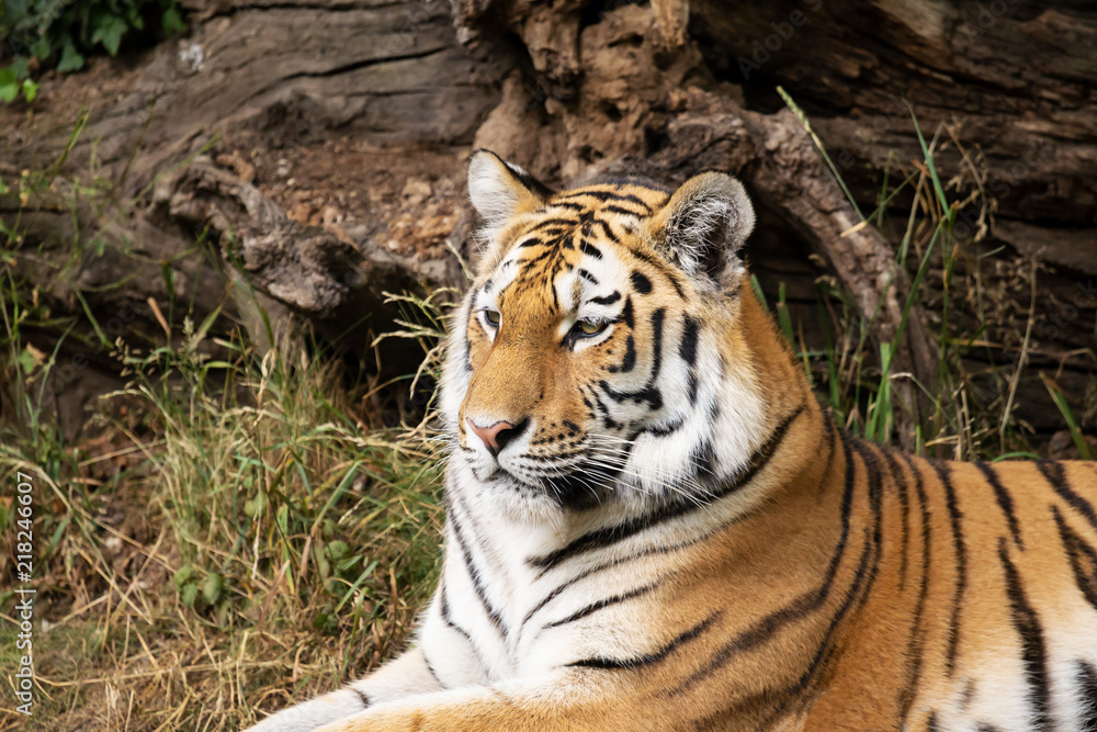 Naklejka premium Zoo