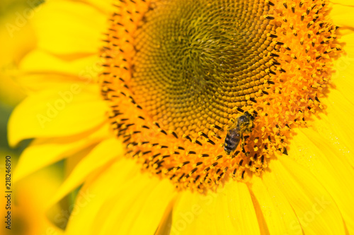 The bee sits on a bright sunflower on a sunny summer day. Life of insects, natural background