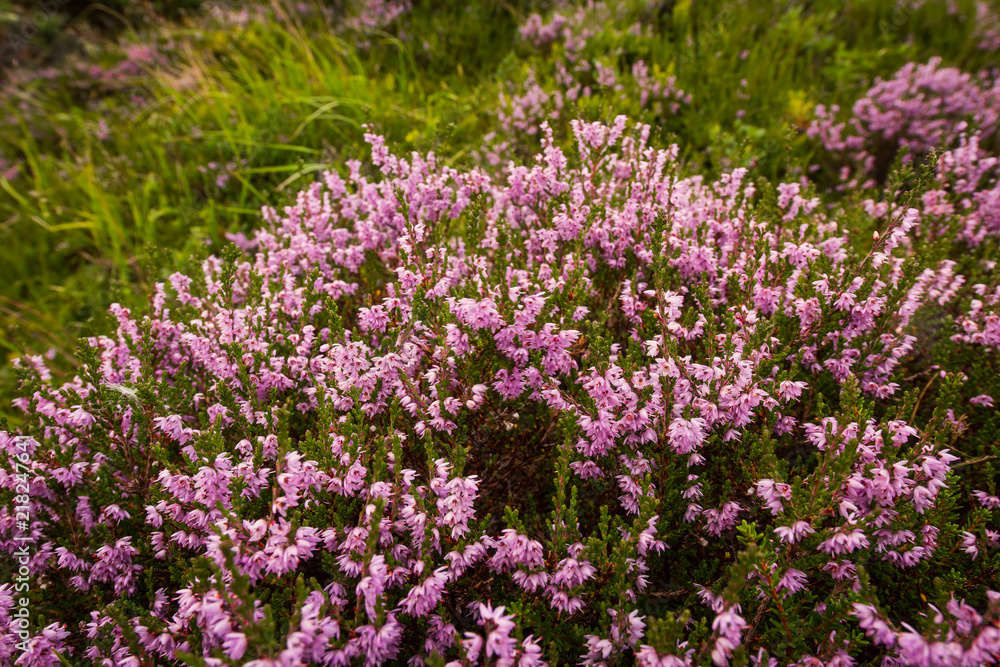 Landscape travel on the way to  the stone of the kjerag in the mountains kjeragbolten of Norway nature, mountains , the feeling of complete freedom 