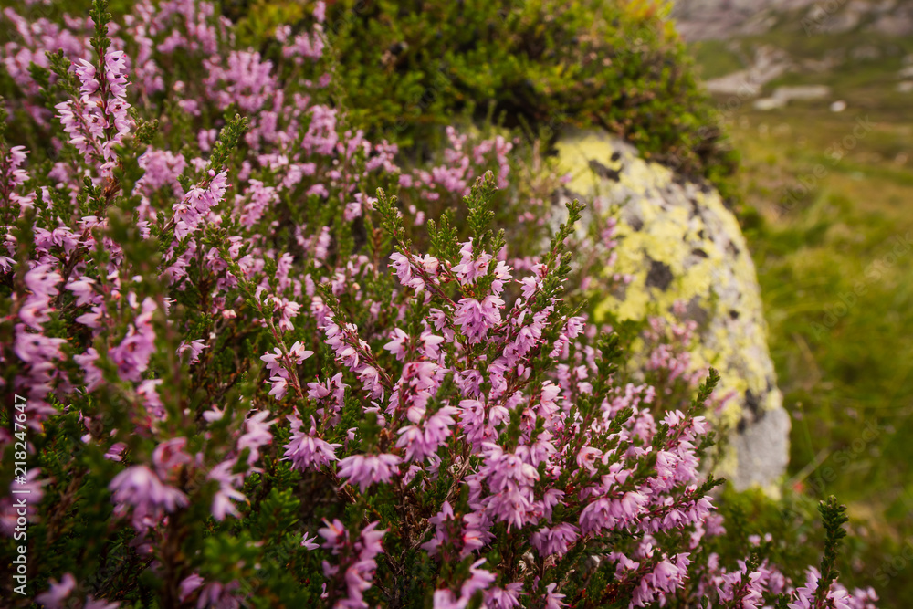 Fototapeta premium Landscape travel on the way to the stone of the kjerag in the mountains kjeragbolten of Norway nature, mountains , the feeling of complete freedom 