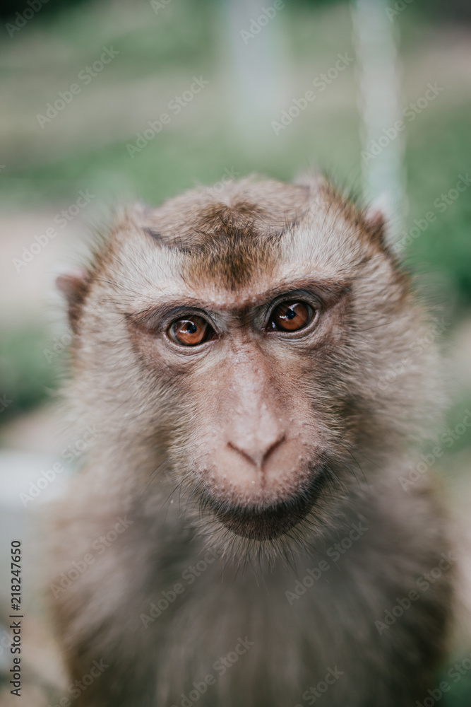 Asian monkey portrait closeup Asian monkey portrait closeup