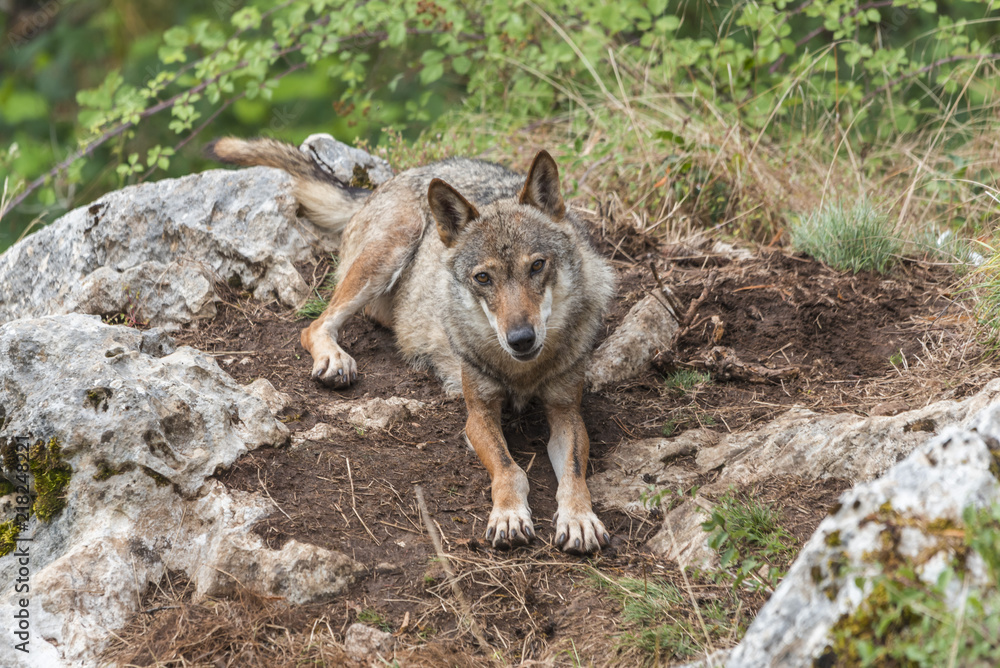 Fototapeta premium Lupi selvatici