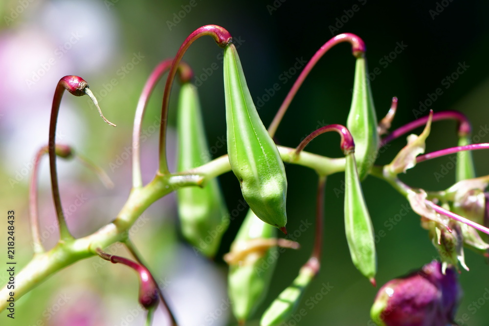 Obraz premium Impatiens glandulifera ,invasive species in many areas