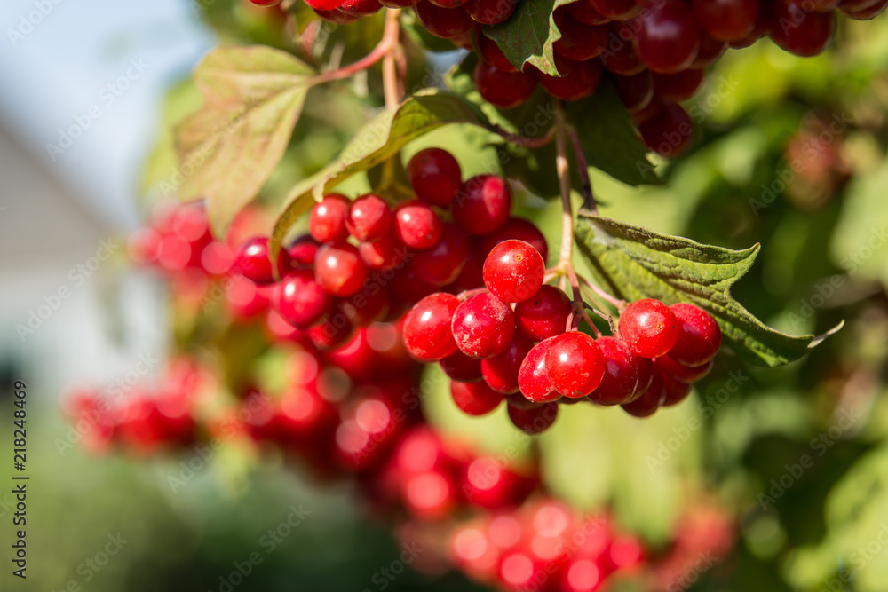 Closeup of Cranberry ripe on a bush. Authentic farm series. Closeup of Cranberry ripe on a bush. Authentic farm series.