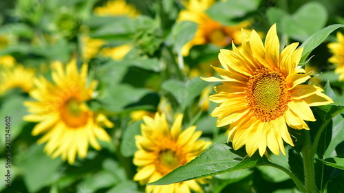 decorative sunflower on green background