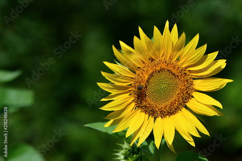 Fototapeta Naklejka Na Ścianę i Meble -  decorative sunflower on green background