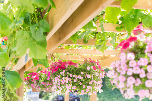 Fototapeta Naklejka Na Ścianę i Meble -  Baskets in a hanging flower garden on a sunny day.