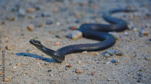 snake black viper lying on the road