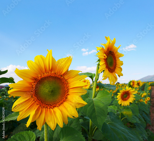 Summer concept  closeup bright yellow sunflowers in a field on a lovely bright blue sky day  hope and happiness concept  with copy space for text