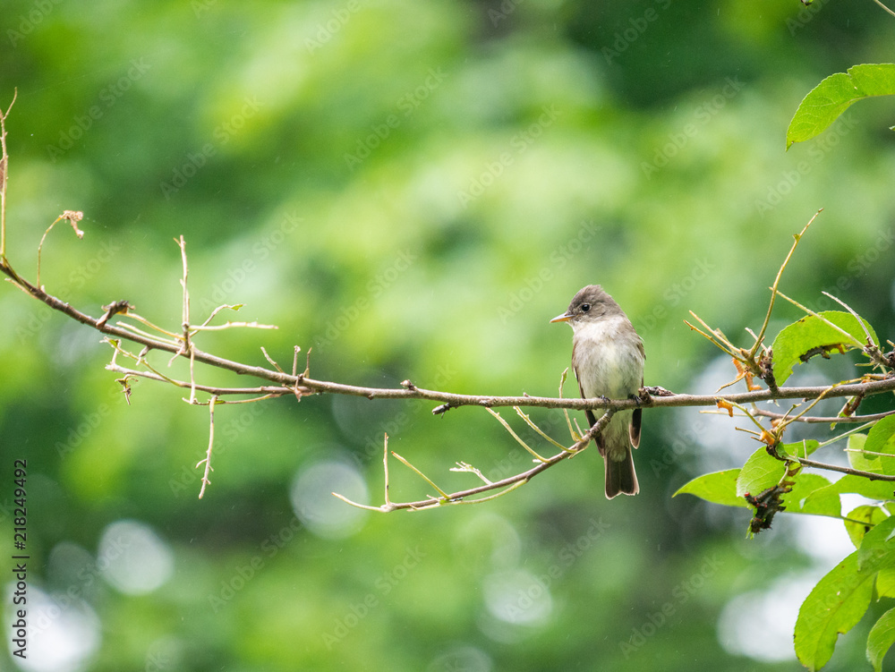 Obraz premium Eastern Wood-Pewee