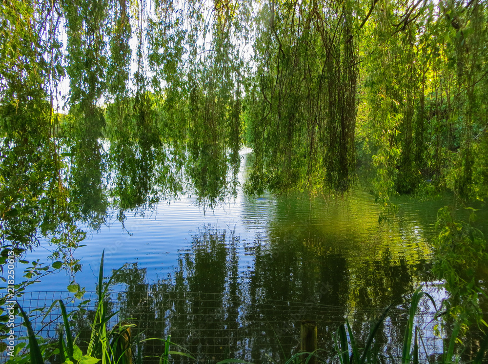 Willow branches bent over the green water of the lake Willow branches bent over the green water of the lake