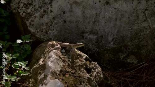 lizard on the beach