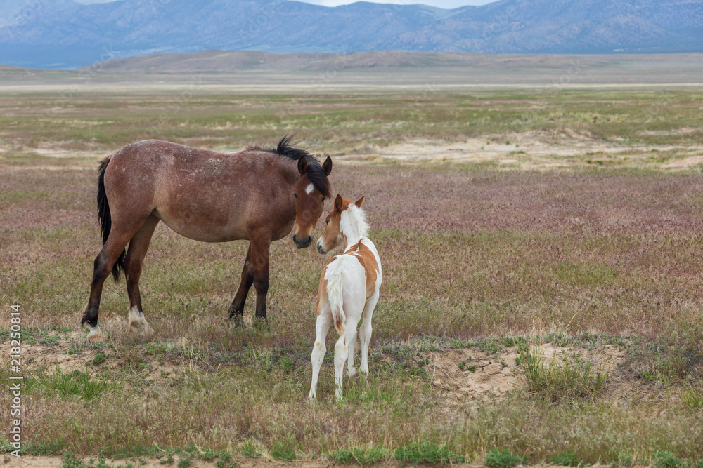 Fototapeta premium Wild Horse Mare and Foal
