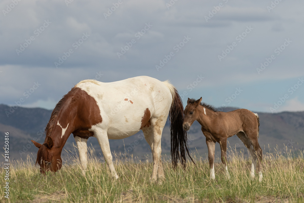 Obraz premium Wild Horse Mare and Foal