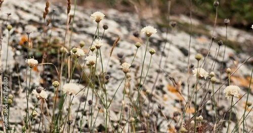 White widflowers fluttering on wind in front of rock covered with lichen photo