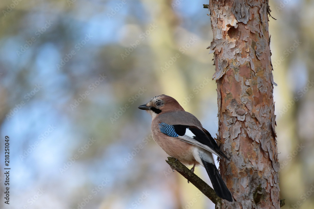 jay, bird in Poland jay, bird in Poland