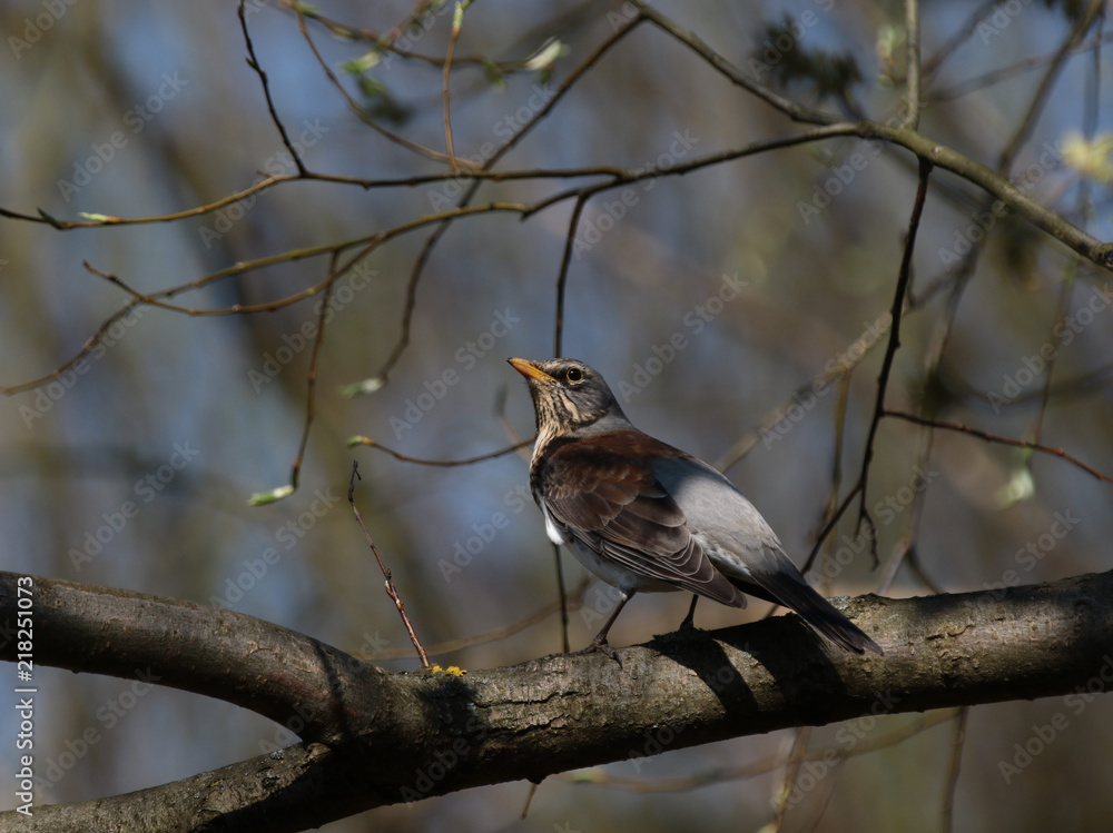 Kwiczoł Turdus pilaris fieldfare, bird in Poland Kwiczoł Turdus pilaris fieldfare, bird in Poland