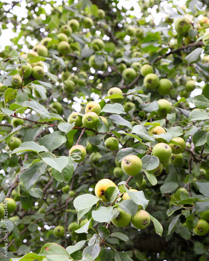 Large crop of crabapples growing on a tree