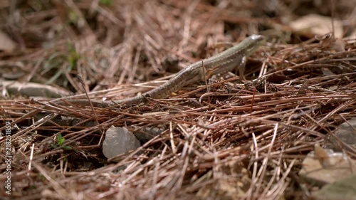 lizard on the beach