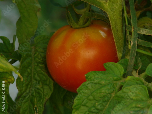 помидор вариант 1