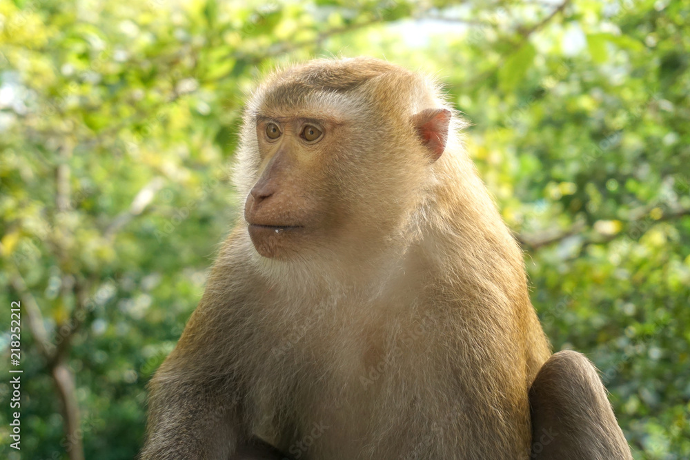 Obraz premium Monkey wildlife with blur background