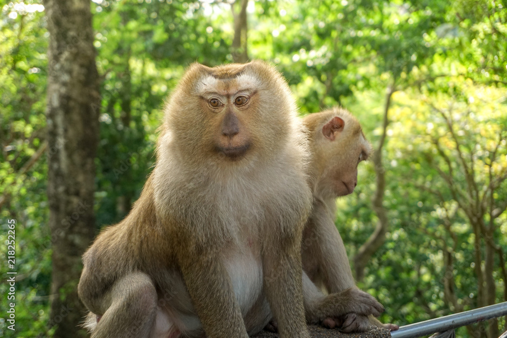 Monkey wildlife with blur background Monkey wildlife with blur background