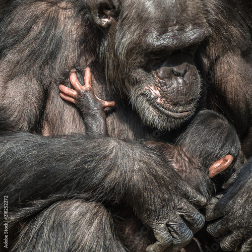 Portrait of mother Chimpanzee with her funny small baby