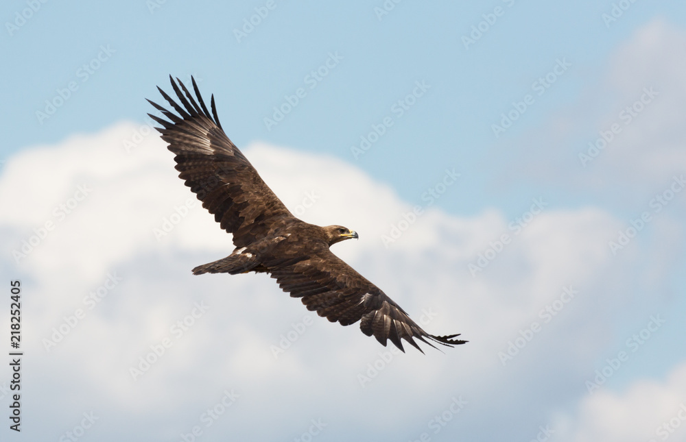 Steppe eagle in the sky