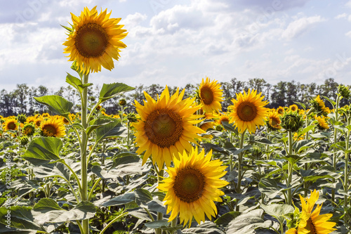 Field with sunflowers on a summer sunny day.