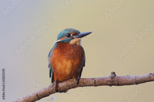 Kingfisher on the river