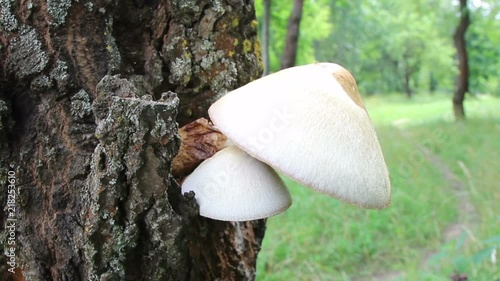Wooden mushroom, Volvariella bombycina on the tree.
 photo
