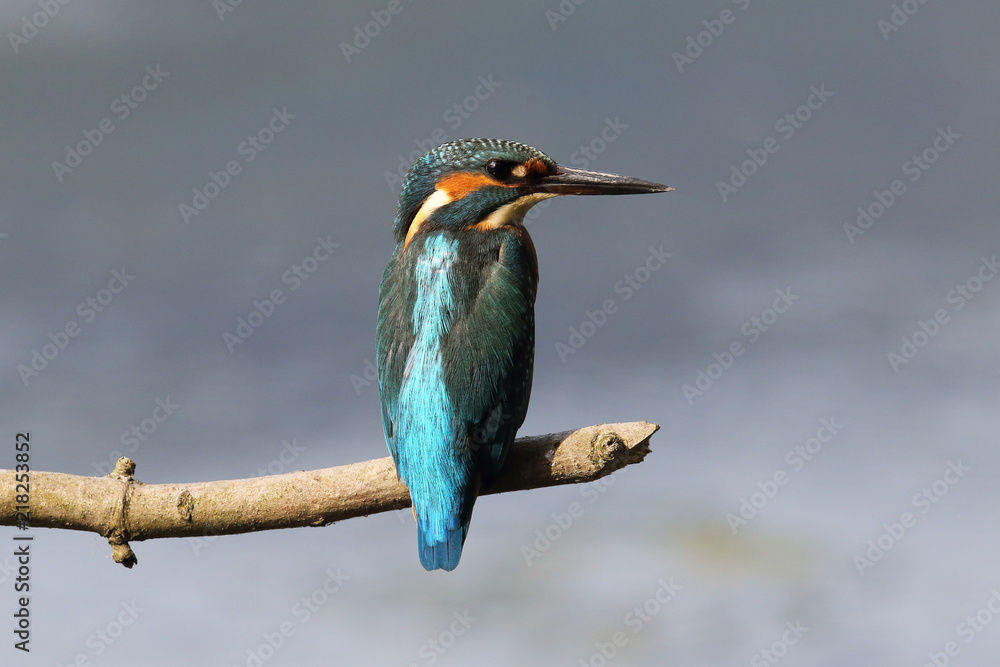 Fototapeta premium Kingfisher on the river