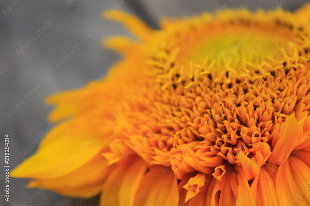 Sunflower. Close-up. Selective focus. Sunflower. Close-up. Selective focus.