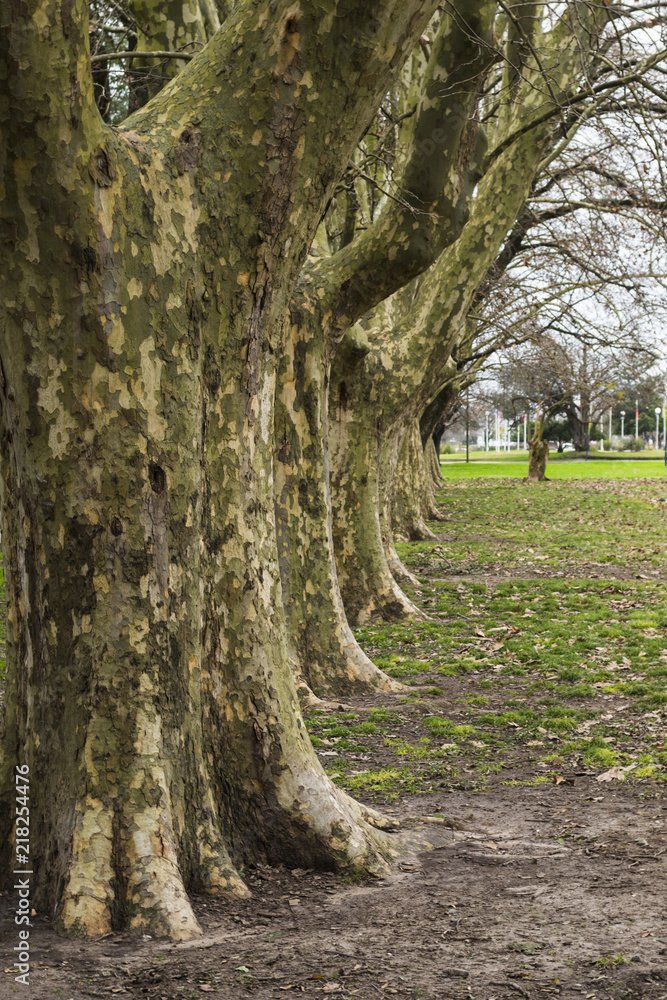 Obraz premium Arboles