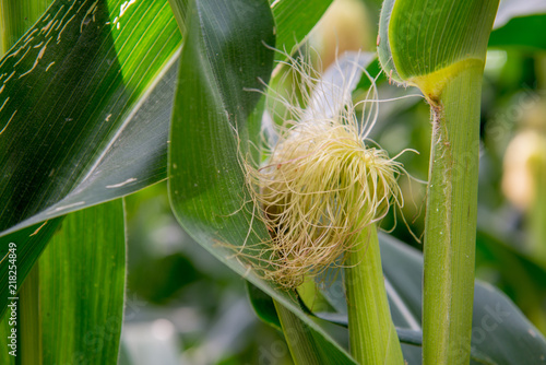 closeup of a fresh corncob on a corn stem