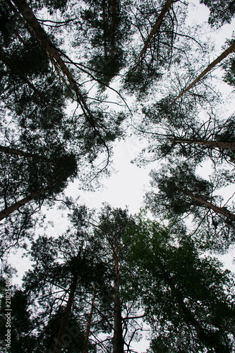 texture of pine forest on the bottom