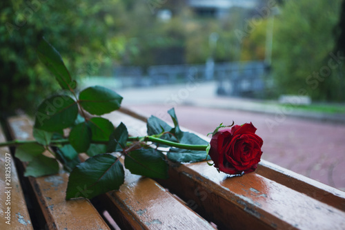 Red Rose alone rests on the bench in autumn
