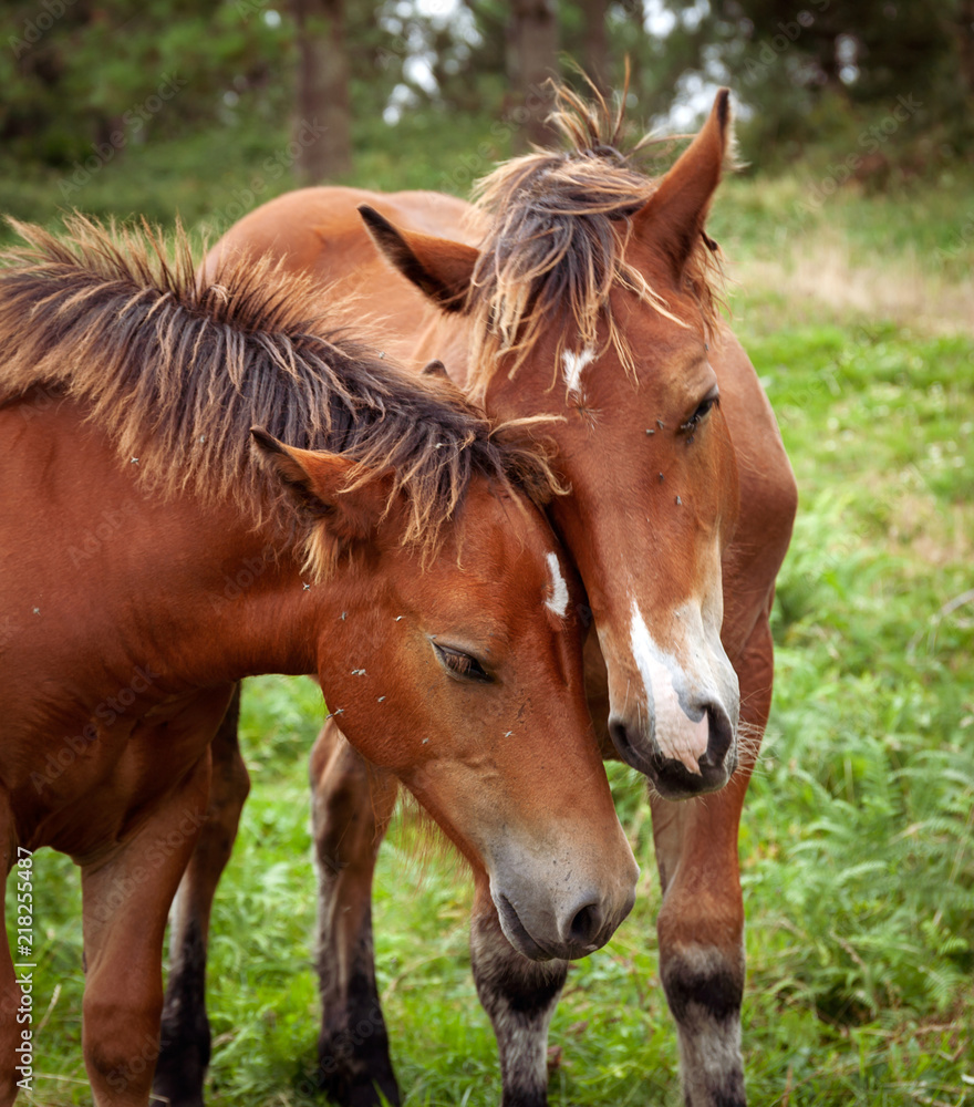 Mare with her foal